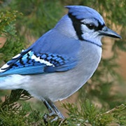 Blue Jay