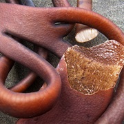 Cochayuyo (Durvillaea Antarctica)