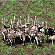 Nimule National Park