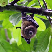 Vanikoro Flying Fox (Possibly Extinct)
