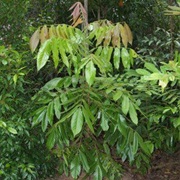 Davidson's Plum (Davidsonia)