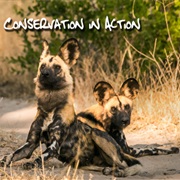 Go on a Carnivore Conservation Drive in South Africa