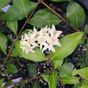 Cinnamon Myrtle (Backhousia Myrtifolia)