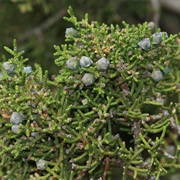 California Juniper (Juniperus Californica)