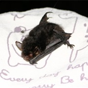 Yanbaru Whiskered Bat