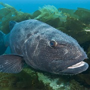 Giant Sea Bass (Aka: Black Sea Bass, Jewfish, Giant Bass)