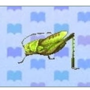 Grasshopper