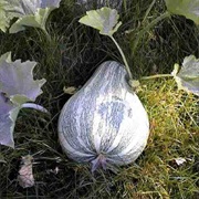 Japanese Pie Pumpkin (Cucurbita Argyrosperma)