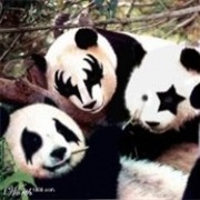 The Highly Improbable Kiss Panda