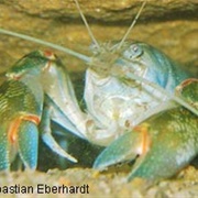 Yabby