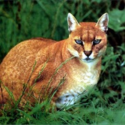 African Golden Cat