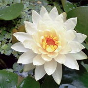 American White Waterlily (Nymphaea Odorata)
