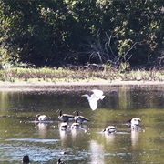 Thomas O. Fuller State Park, Tennessee