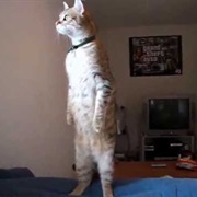 Standing Cat