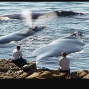 Whale Watching Algoa Bay