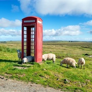 Phone Booth for Sheep