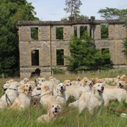 Golden Retriever Festival in Scotland