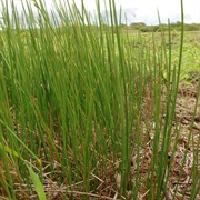 Spikerushes (Eleocharis)