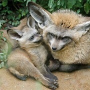 Bat-Eared Fox