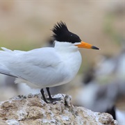 Chinese Crested Tern