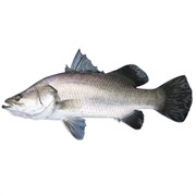 Asian Sea Bass / Barramundi