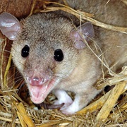 Osgood's Short-Tailed Opossum