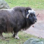 Musk Ox