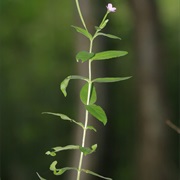 Hoary Willowherb (Epilobium Parviflorum)