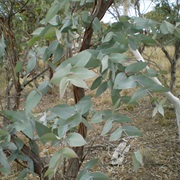 Broad-Leaved Peppermint (Eucalyptus Dives)
