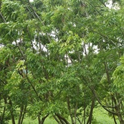 Mangrove Trumpet Tree (Dolichandrone Spathacea)