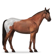 Mustang - Cherry Bay Blanket