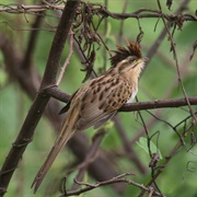 Striped Cuckoo (Tapera Naevia)