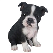 A Boston Terrier