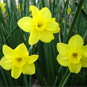 Narcissus