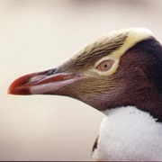 Yellow-Eyed Penguin