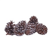 Pine Cones