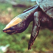 Central American River Turtle