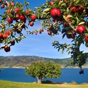 Visit the Home of the Ogopogo (BC)
