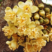DURIAN FLOWERS