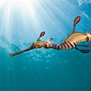 Weedy Seadragon