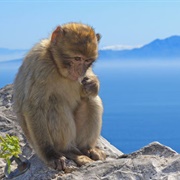 Gibraltar