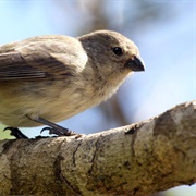 Medium Tree Finch
