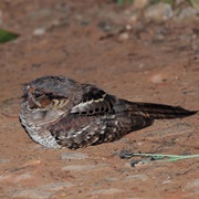 Pauraque Nightjar (Nyctidromus Albicollis)