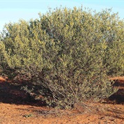 Wanderrie Wattle (Acacia Kempeana)