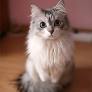 A Cat Has 32 Muscles in Each Ear.