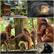 Visit Sepilok&#39;s Animal Conservation &amp; Rehab Centres, Borneo