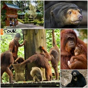 Visit Sepilok's Animal Conservation & Rehab Centres, Borneo