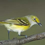 White-Eyed Vireo