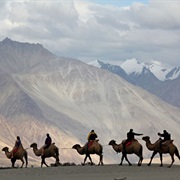 Camel Ride Through Nubra Valley, Nepal