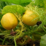 Wild Passionfruit (Capparis Spinosa Subsp. Nummularia)